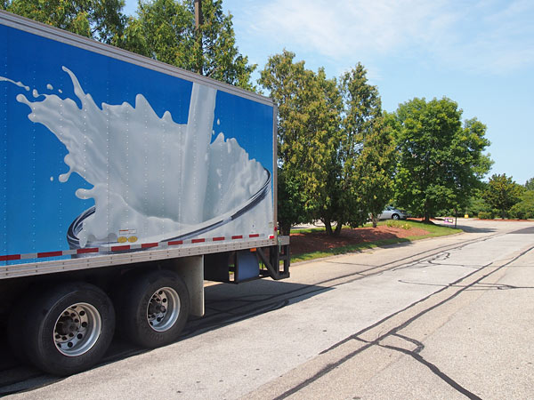 bird decal