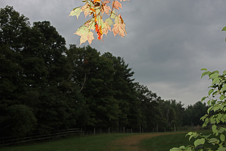fall leaves