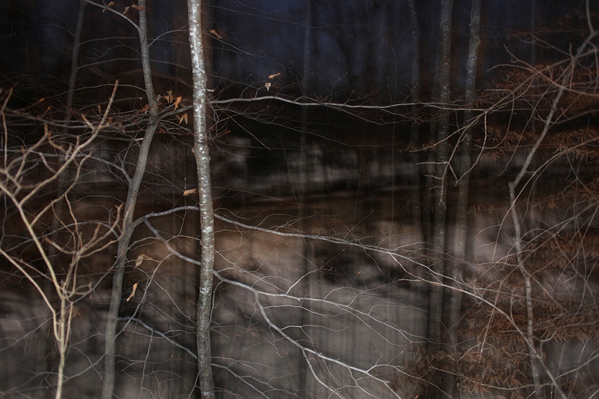 woods at night