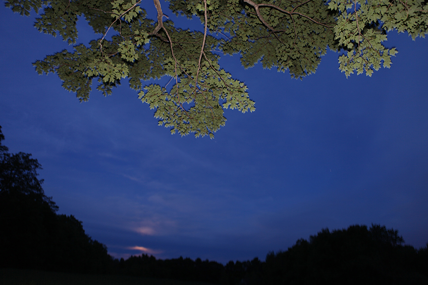 trees at night