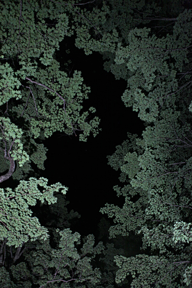 foliage at night