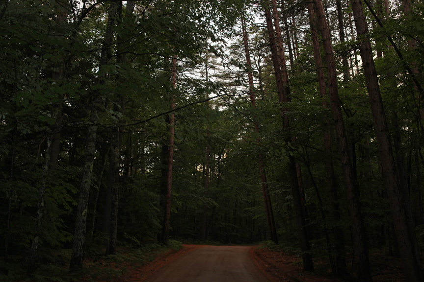 road in woods at night